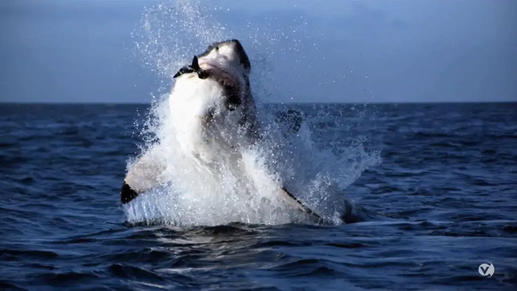 A great white shark jumping out of the water during National Geographic's Sharkfest.