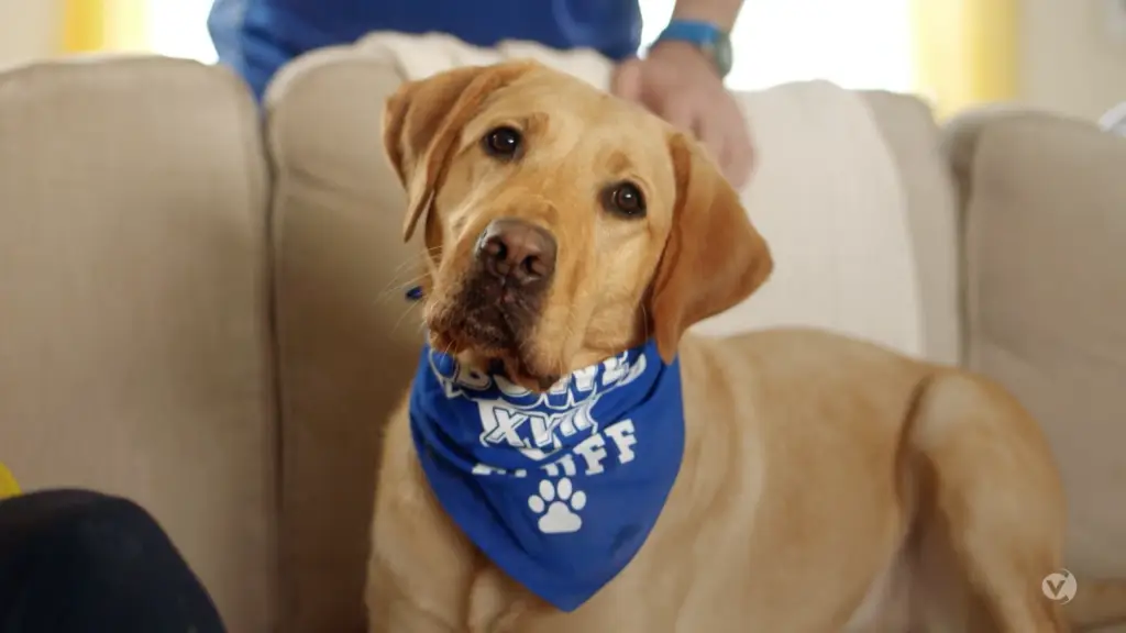 A dog wearing a blue bandana on a couch.
