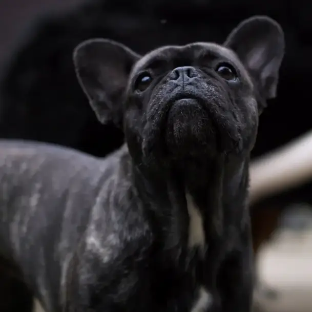 A black French bulldog is looking up at the camera, ready for its moment on a social network.