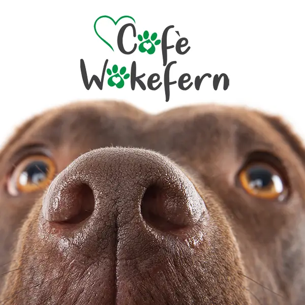 A dog's nose with the words 'coffee wakefern' shared on a social media platform.