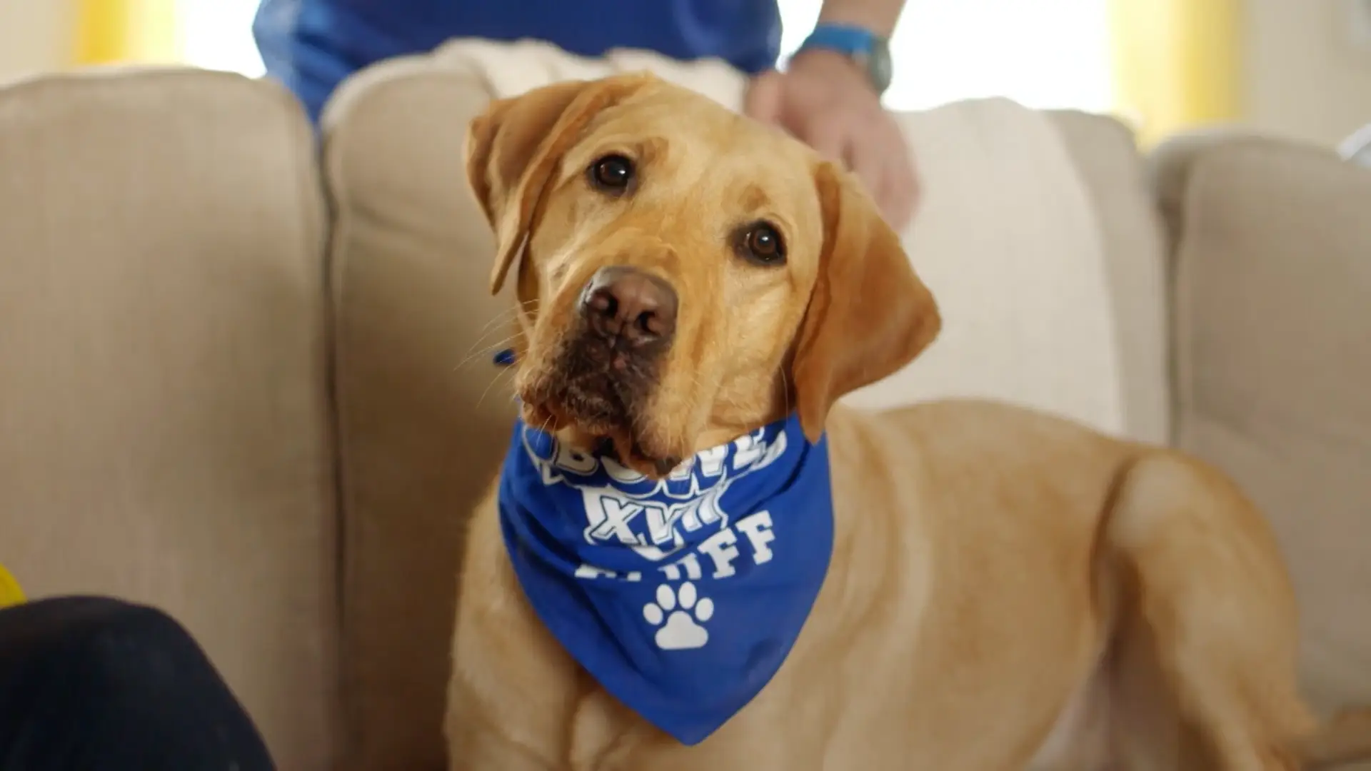 A dog wearing a blue bandana featuring entertainment, sitting on a couch.