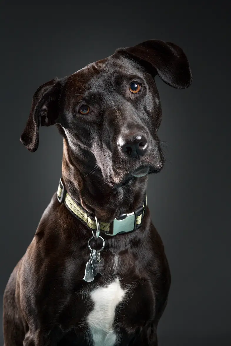 Black dog with a white chest wearing a 2024 collar with tags posing against a dark background.